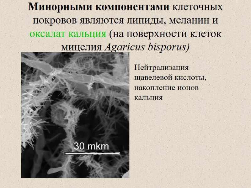 Минорными компонентами клеточных покровов являются липиды, меланин и оксалат кальция (на поверхности клеток мицелия